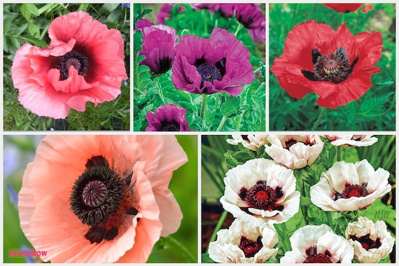 50 Deluxe Mix Oriental Poppy Flower Seeds - Etsy