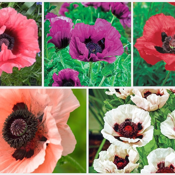 100 Deluxe Mix Oriental Poppy Flower Seeds