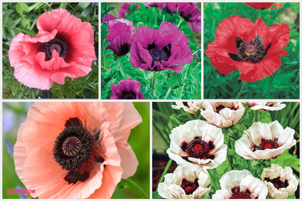 50 Deluxe Mix Oriental Poppy Flower Seeds