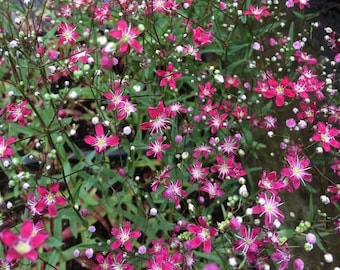 以下が含まれることがあります： ピンクの花が白い中心部を持つ、花束のクローズアップ。花は、細い茎を持つ緑色の植物に咲いています。