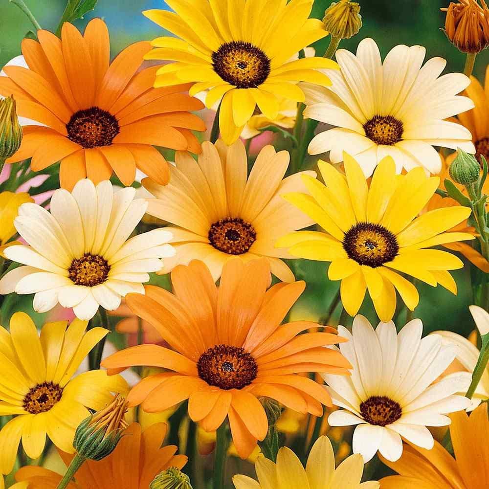 African Daisy 'Polar Star' seeds - Dimorphotheca pluvialis