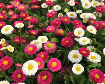 200 English Daisy Flower Seeds