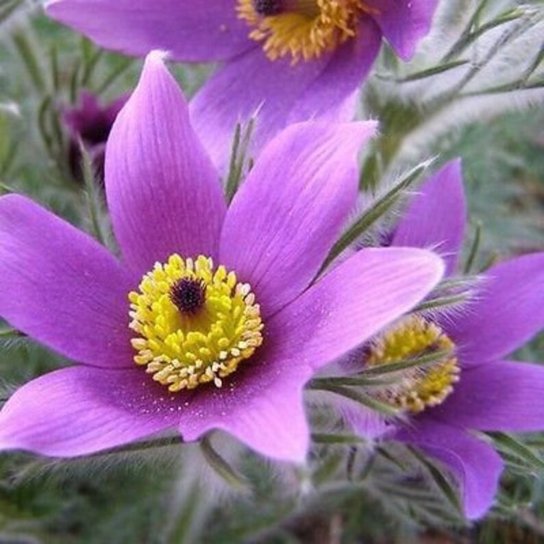 25 Violet Anemone Flower Seeds For Spring Plantings Etsy