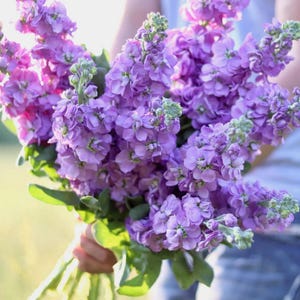 100 Lilac Stock Flower Seeds