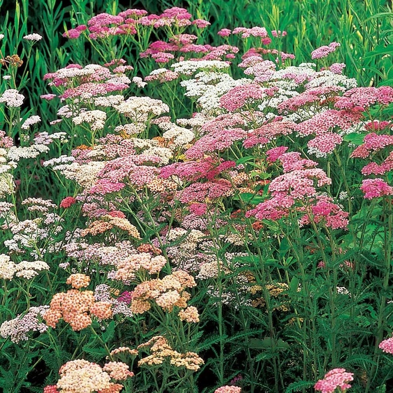 50 Colorado Mixed Color Yarrow Flower Seeds For Fall Etsy