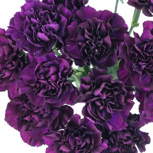 100 Dark Purple French Carnation Seeds