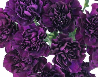 100 Dark Purple French Carnation Seeds