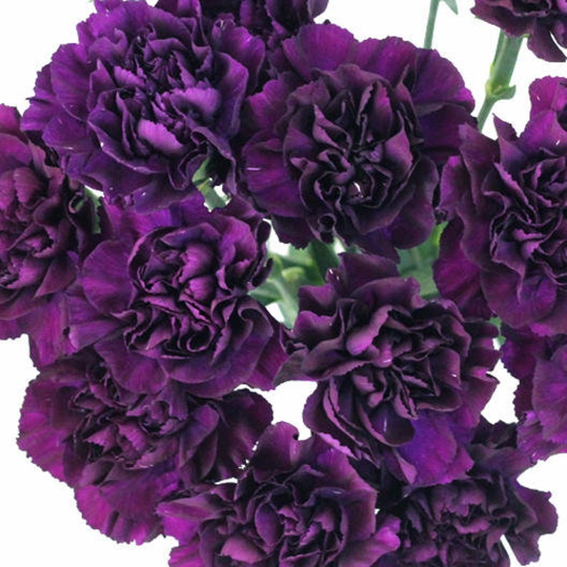 100 Dark Purple French Carnation Seeds For Spring Plantings Etsy