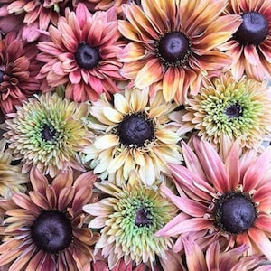 May include: A close-up of a collection of colorful flowers. The flowers have dark purple centers and petals in shades of pink, orange, yellow, and brown. The arrangement is dense, with the flowers overlapping.