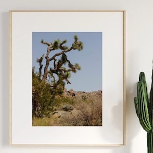 May include: A Joshua tree with twisted branches stands out against a blue sky in a desert landscape. The tree is surrounded by smaller shrubs and rocks.