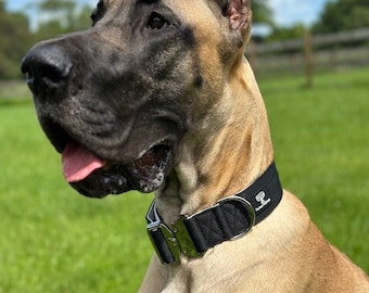 The Durable Dog Collar| large dog collar| large dog | big dog collar| Great Dane, 2 inch dog collar, wide dog collar, mastiff, Golden