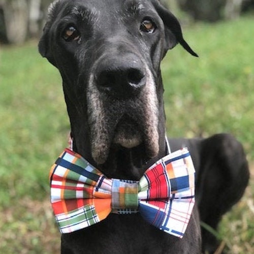 Personalized Argyle Bowtie Dog Collar / Bow Tie Dog Collar Etsy