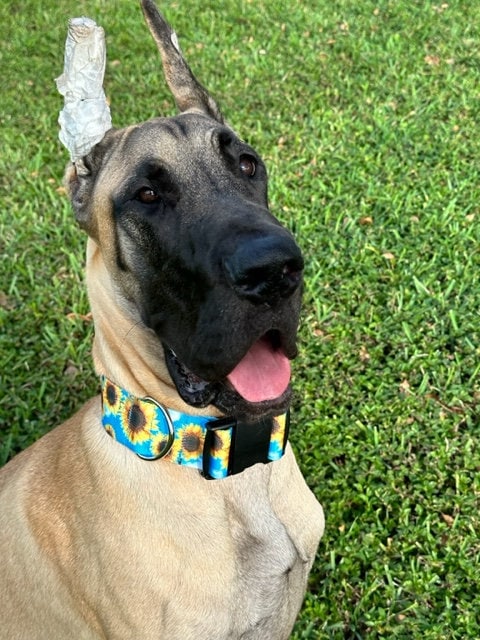 Dog Collar for Great Danes