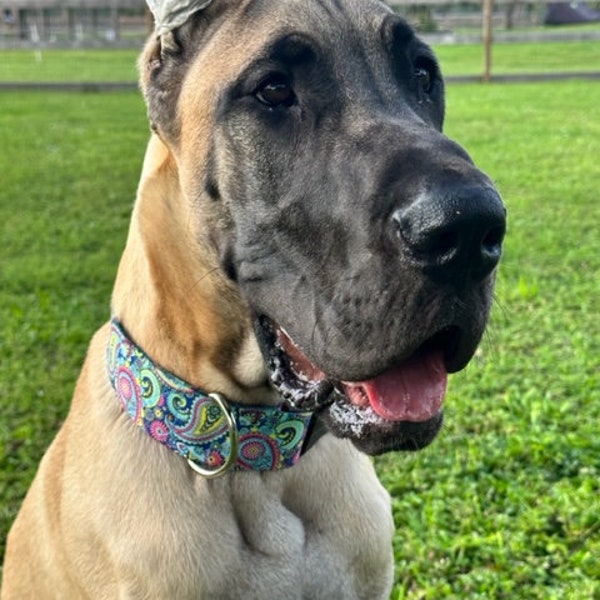 Paisley, Large, 2 inch, wide Dog Collar, Mastiff|, Great Dane, Large Breed Collar| XXL| Large Dog Collar| Extra Large Dog Collar