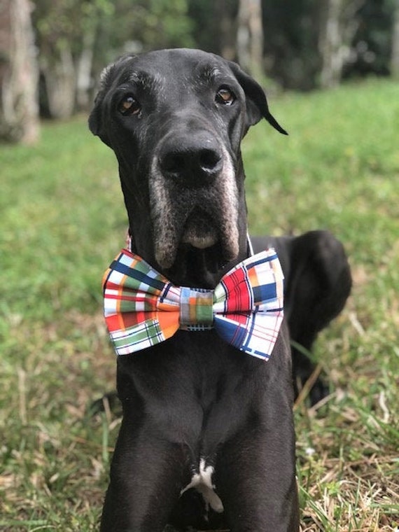 large bow dog collar