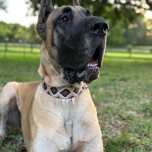 May include: A large, tan Great Dane dog with black fur on its face and ears is lying down in a grassy field. The dog is wearing a brown and white patterned collar.