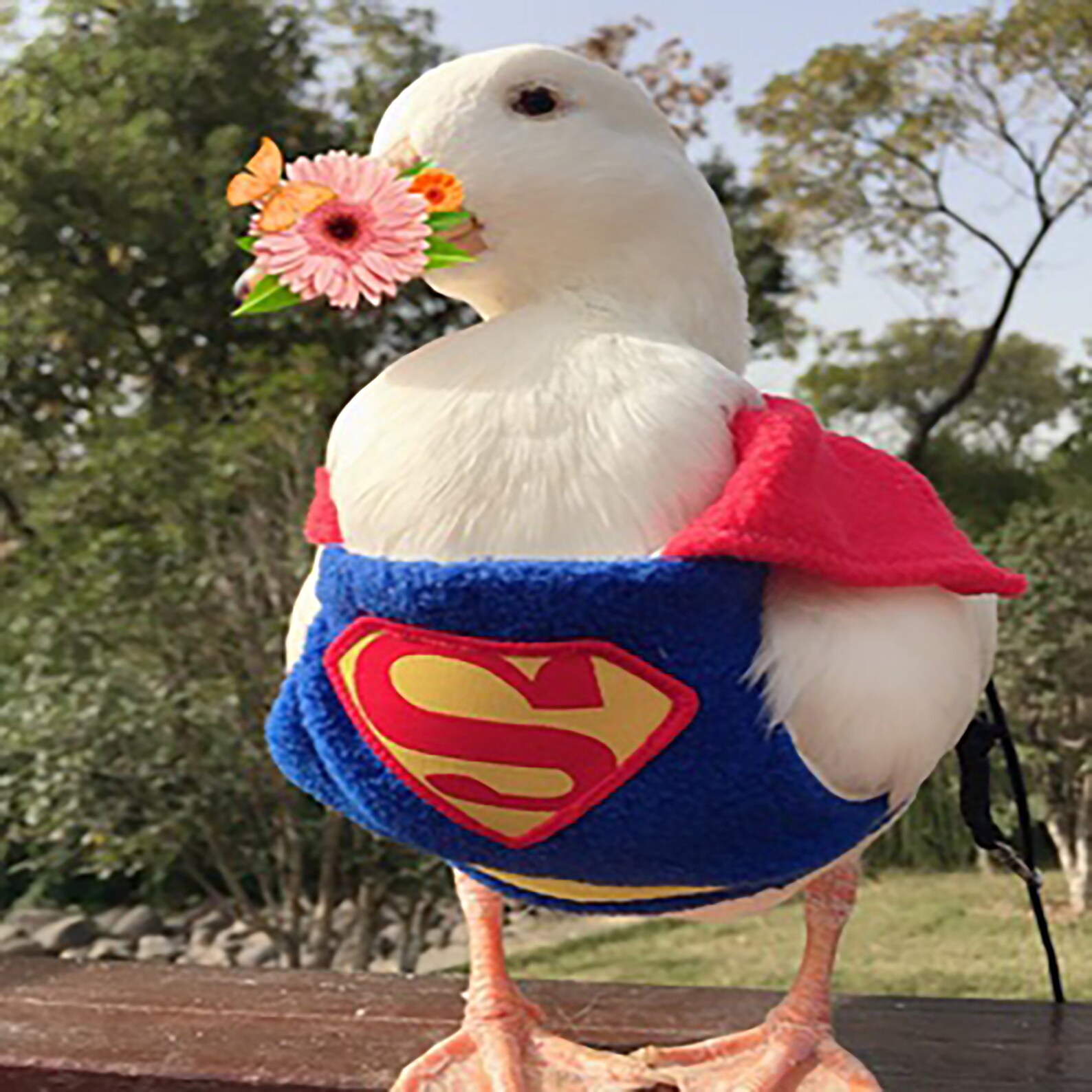 Pet Duck Clothes Cole Duck Clothes Cole Duck Warm Clothes Etsy