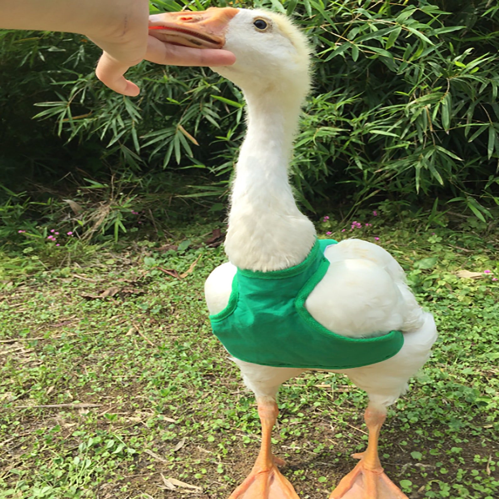 Cole Duck Cotton VestDuck SuppliesGoose ClothesPet Etsy