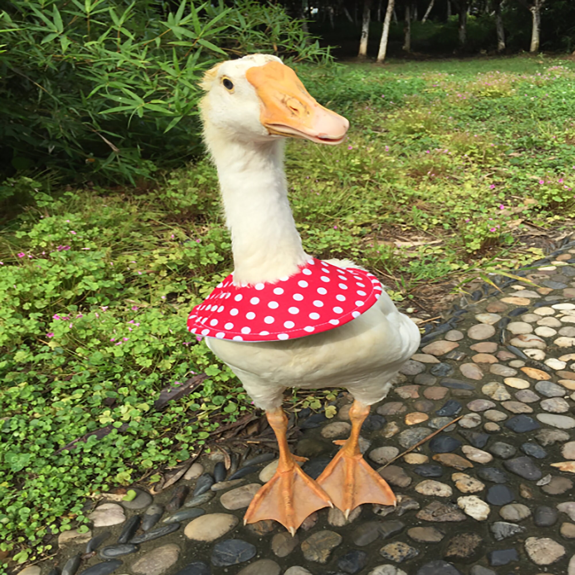 Pet Chicken Duck Goose CollarCole Duck CollarPet Posing Etsy