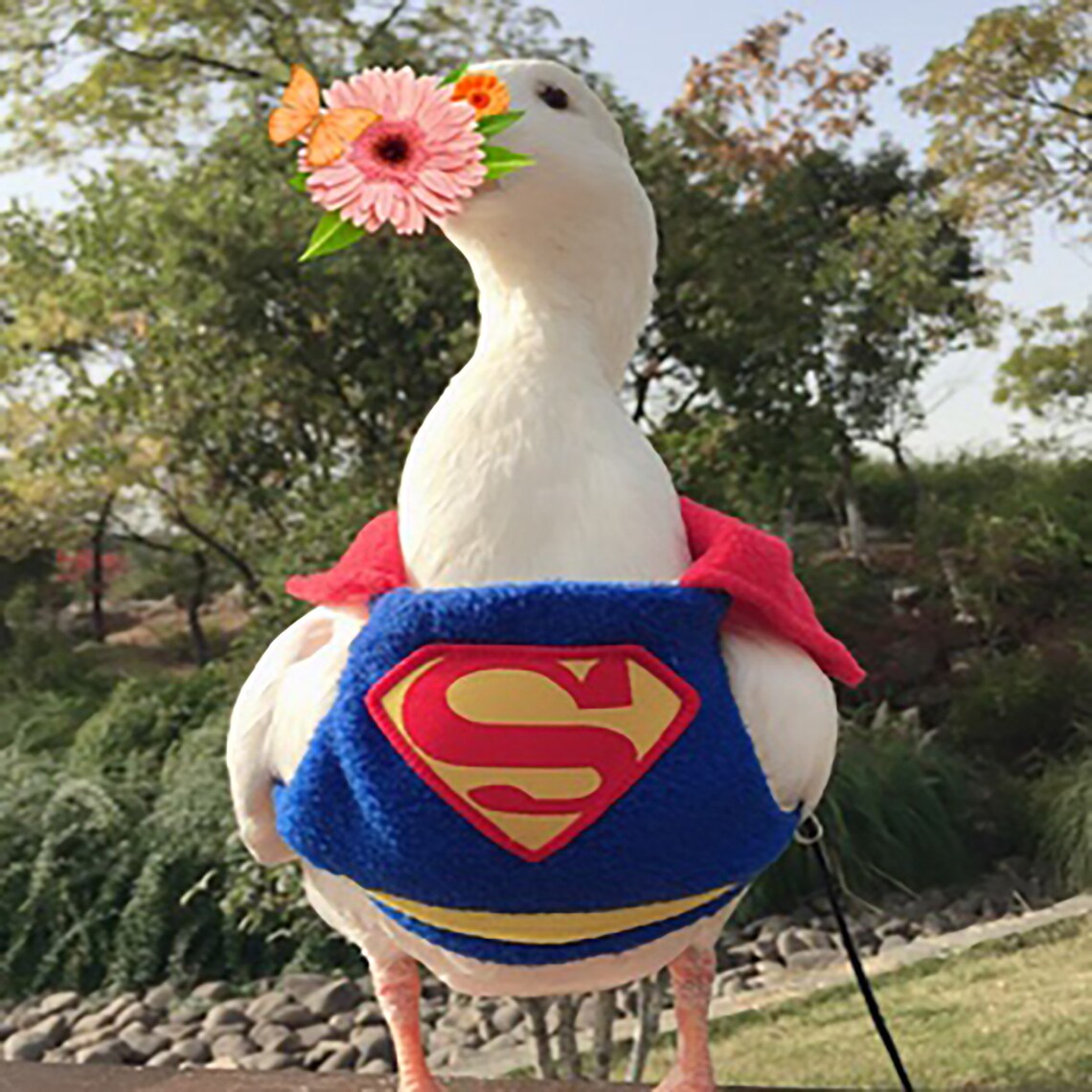 Pet Duck Clothes Cole Duck Clothes Cole Duck Warm Clothes Etsy