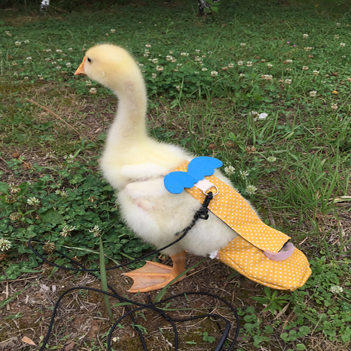Cole Duck DiapersPet ChickenDuck And Goose SuppliesCole Etsy
