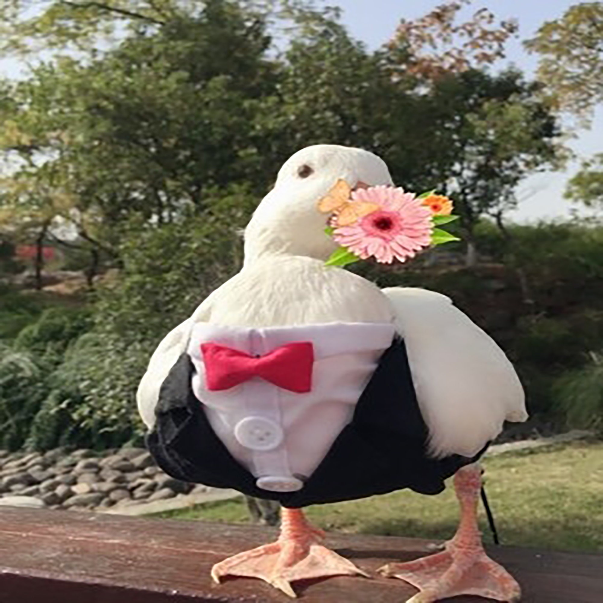 Pet Duck ClothesCole Duck ClothesDuck ClothesPet Cole Duck Etsy