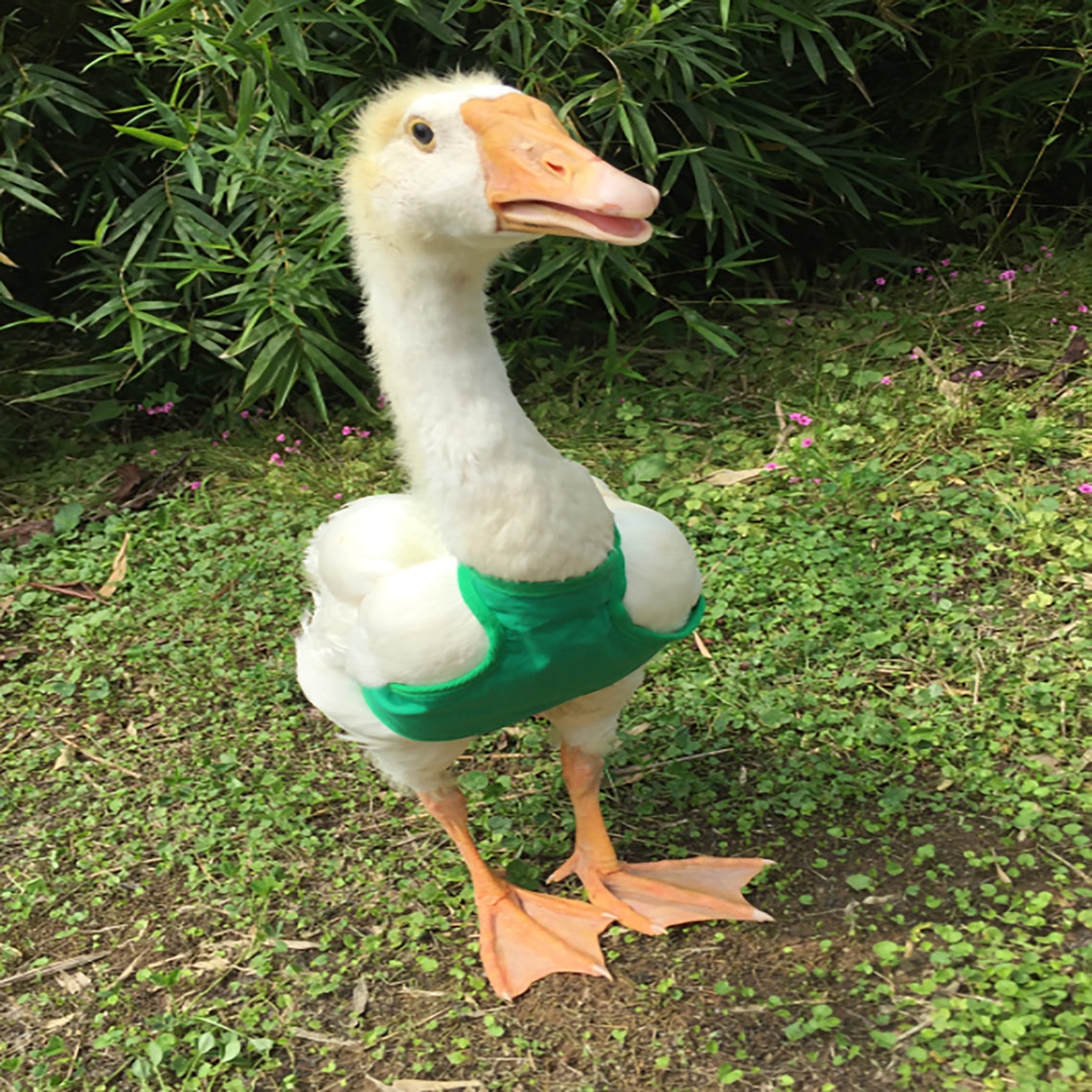 Cole Duck Cotton VestDuck SuppliesGoose ClothesPet Etsy