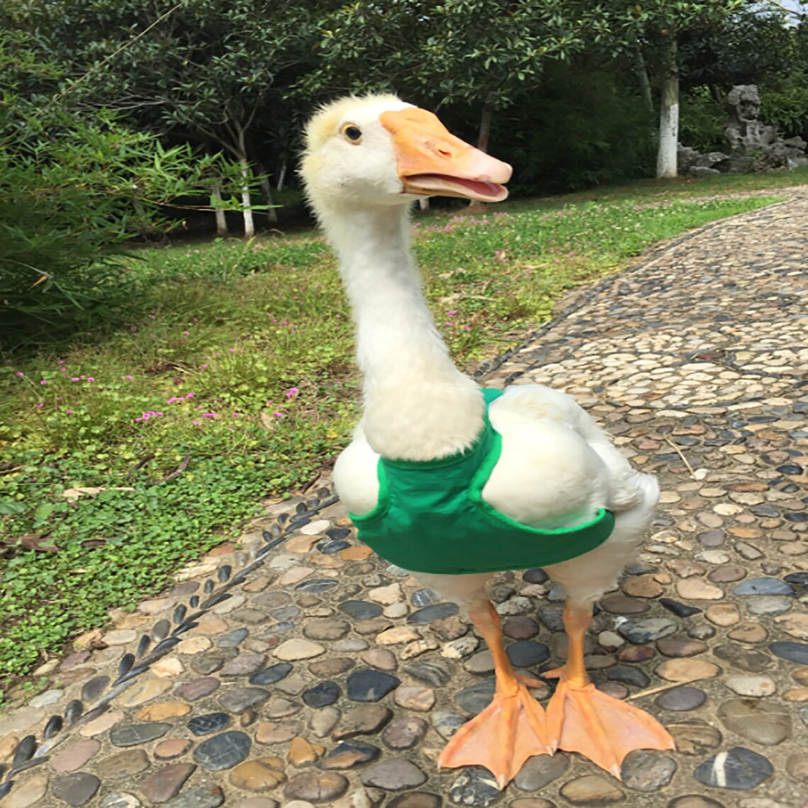 Cole Duck Cotton VestDuck SuppliesGoose ClothesPet Etsy
