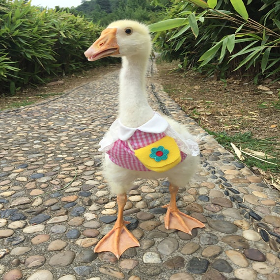 Haustier Ente Kleidung Huhn Ente Gans Kleidung Liefert Cole Etsy