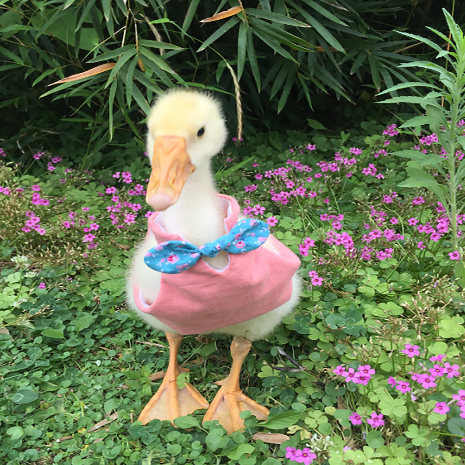 Cute Duck ClothesCole Duck ClothesPet Duck ClothesChicken Etsy