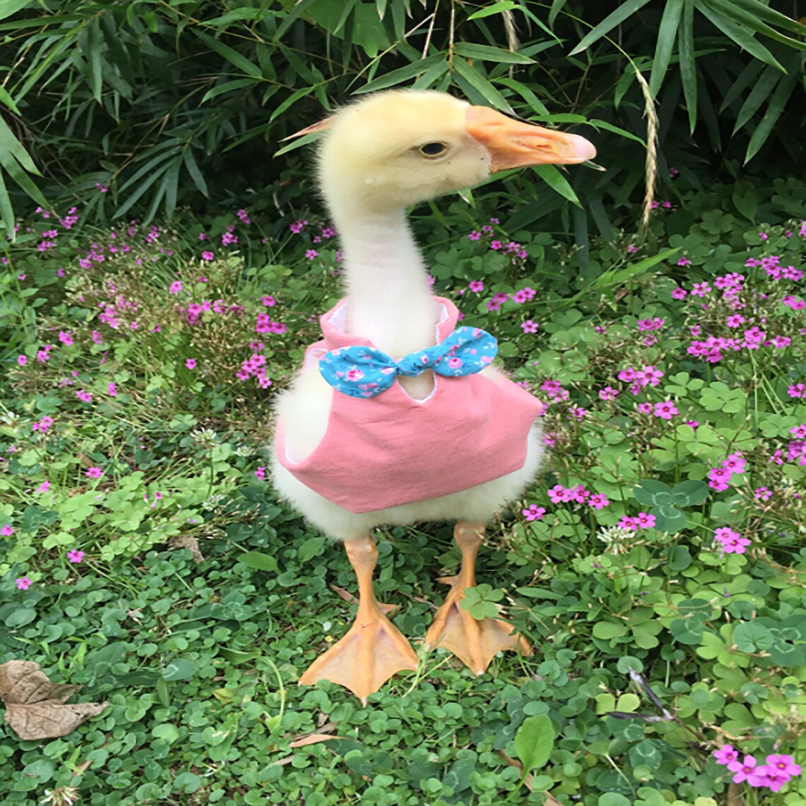 Cute Duck ClothesCole Duck ClothesPet Duck ClothesChicken Etsy