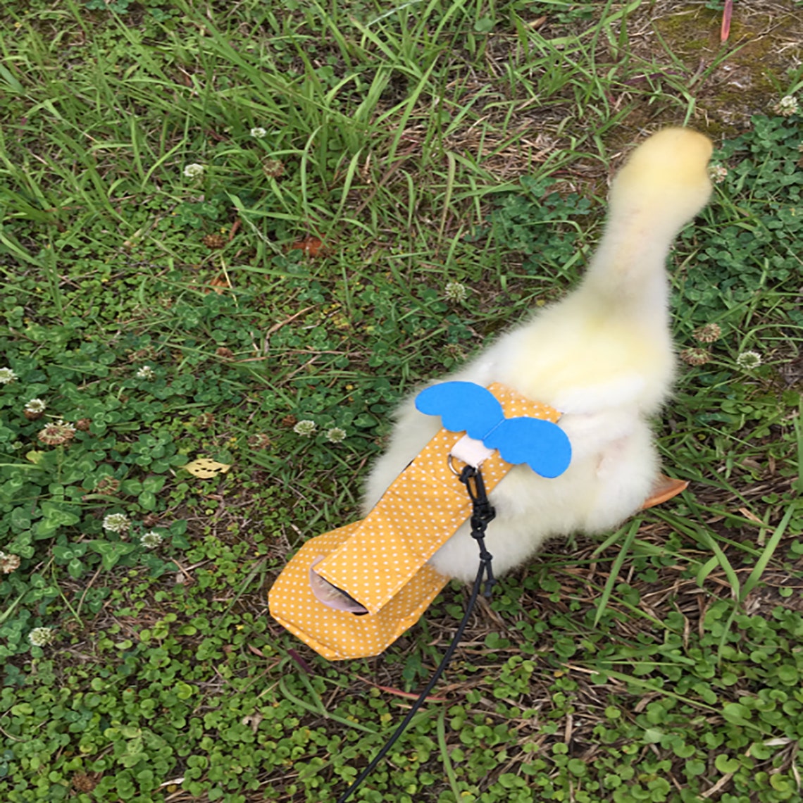 Cole Duck DiapersPet ChickenDuck And Goose SuppliesCole Etsy