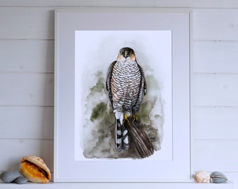 Sparrowhawk bird art print, hawk watercolor print for walls, Irish bird print, Irish wildlife gift for bird lovers, hawk lover falconry gift