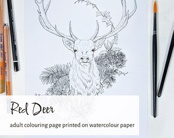 Cerf élaphe à colorier, livre de coloriage sur la faune irlandaise, portrait de cerf à colorier à l'aquarelle pour adultes, cerf à colorier pour adultes avec des conifères