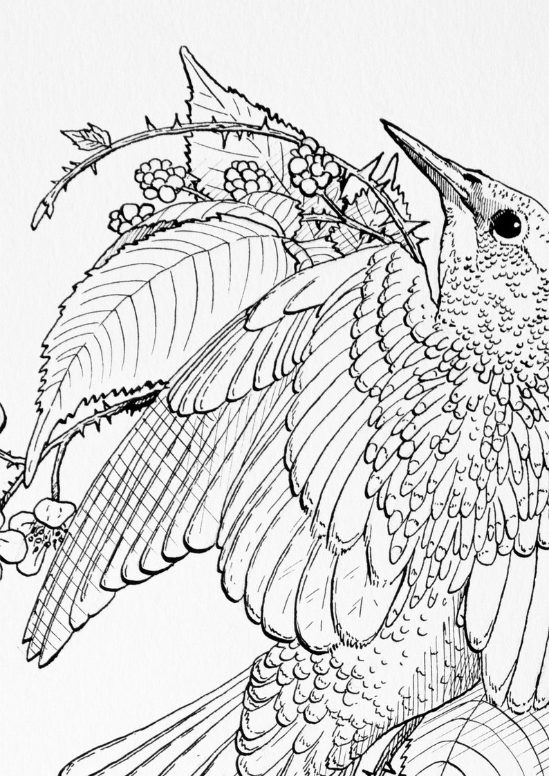 Starlinge Erwachsenen Färbung Seite Garten Vogel Färbung