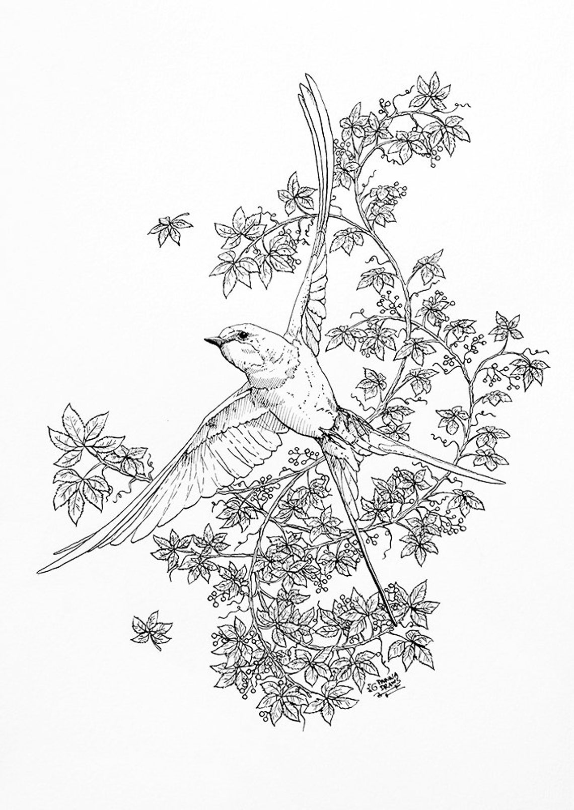 Swallow adult coloring page bird coloring page bird coloring | Etsy