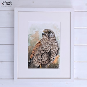 Kestrel gerahmte original Aquarell Kunst, gerahmte irische Wandkunst, irisches Vogel Porträt, irisches Schlafzimmerdekor, Falkenvogelgeschenk