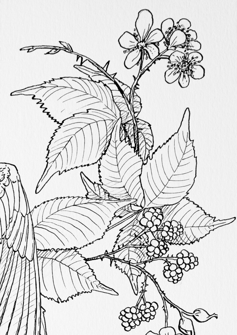 Starlinge Erwachsenen Färbung Seite Garten Vogel Färbung