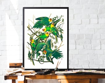 Parakeets print - parrot illustraton, bird art, parrot wall art, parrot print, fine art bird prints, bird lovers gift, tropical print decor