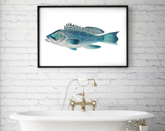 fish print - nautical home decor, bathroom art, vintage fish poster antique illustration ocean animals, marine art, sea life art print