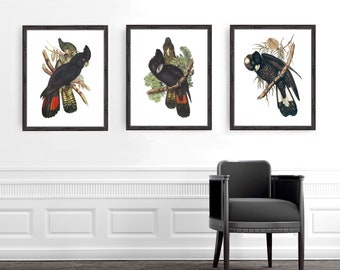 Australian bird print black cockatoo - vintage illustration parrot print, Australian art bird wall art decor, tropical print, tropical decor
