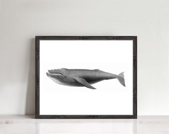 humpback whale print - vintage illustration, ocean animal wall art, nautical nursery art nautical home decor, whale art, sea art whale decor