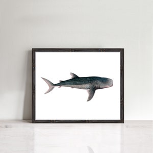 Illustration Walhai, maritime Kunst, maritime Kunst, maritime Kunst, maritime Kunst, maritime Kunst, maritime Deko, maritime Kunst