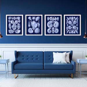vintage sea shell print set - hamptons prints, navy blue and white coastal decor, hamptons decor, nautical print, antique illustrations art