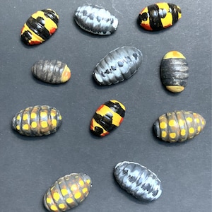 Könnte beinhalten: Eine Sammlung von zehn handbemalten Insektenfiguren. Die Figuren sind in verschiedenen Farben bemalt, darunter Schwarz, Weiß, Gelb, Rot und Blau. Die Figuren sind aus einem glatten, harten Material gefertigt und haben eine glänzende Oberfläche.