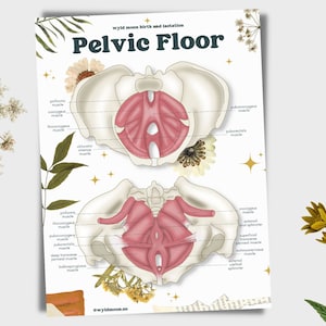 Pelvic Floor Anatomy Poster | Digital Download | Birthwork | Childbirth Education