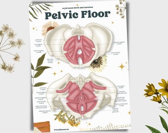 Pelvic Floor Anatomy Poster | Digital Download | Birthwork | Childbirth Education
