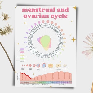 Menstrual and Ovarian Cycle Poster | Fertility | Reproductive Cycle | Midwife | OBGYN | Digital Download | Birthwork
