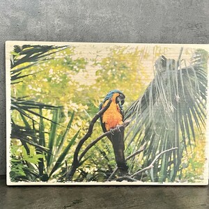 Foto sobre madera - Loro en la selva - Original regalo artesanal