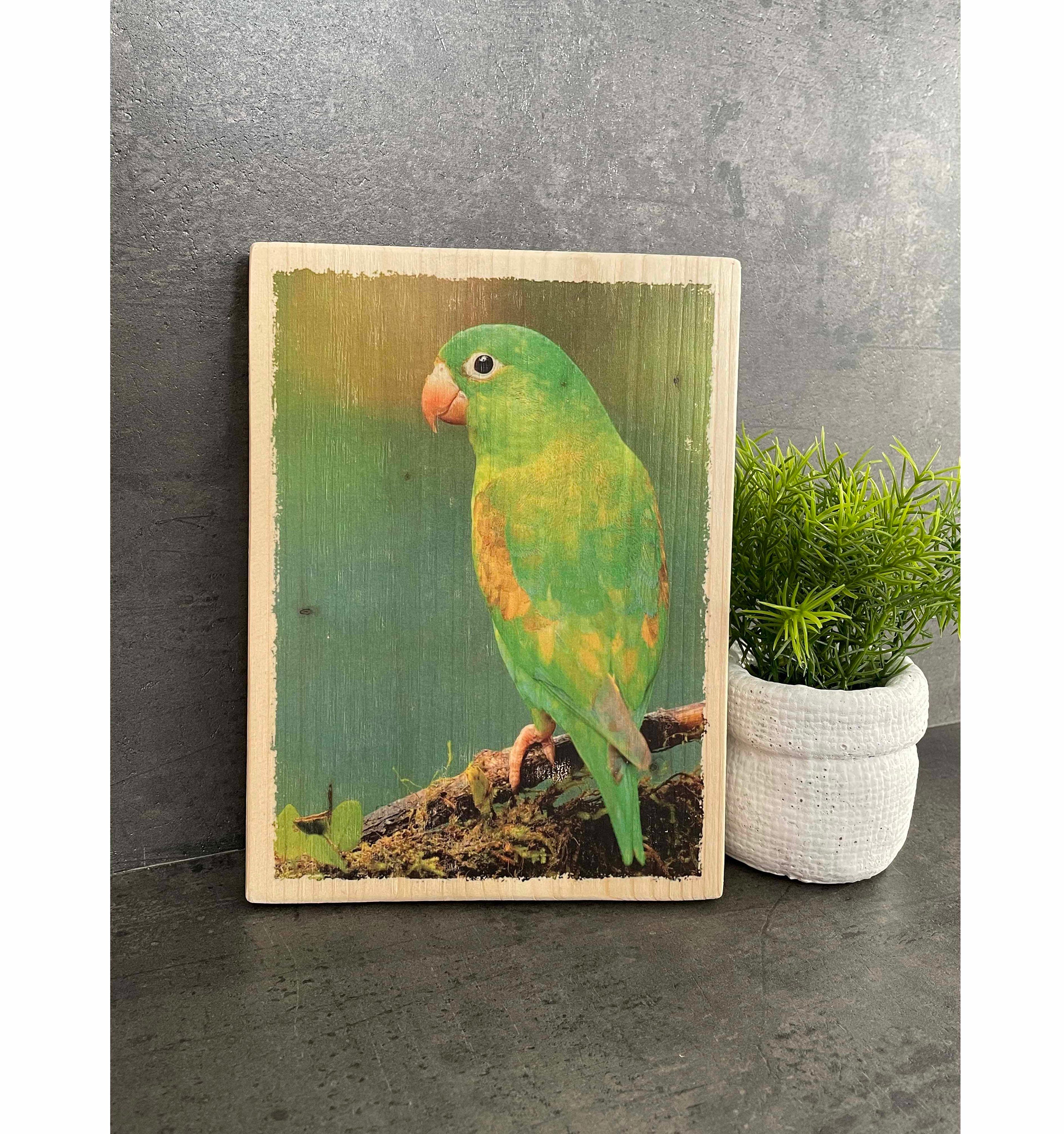 Photo sur Bois Déco - Oiseau Vert